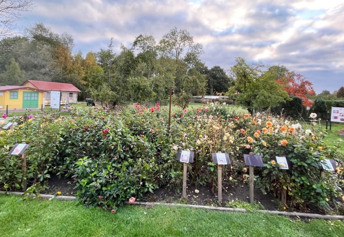 Dahlienverkauf im Timm'schen Garten am 28.Oktober