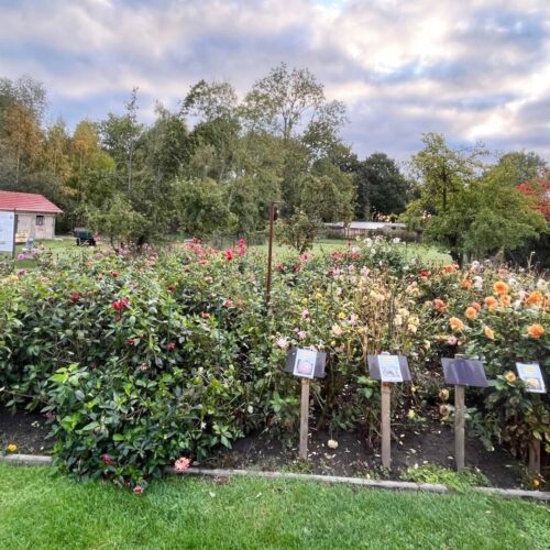 Dahlienverkauf im Timm'schen Garten am 28.Oktober