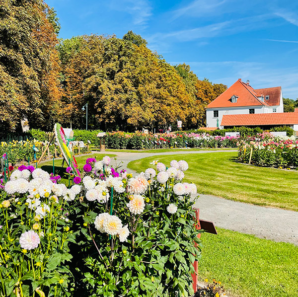 Entdecken Sie den Museums- und Dahliengarten